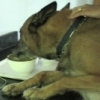 Prochainement nouvelles vidéos sur les troubles du comportement du chien